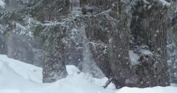 Hulló hó télen, erdő szélén — Stock videók