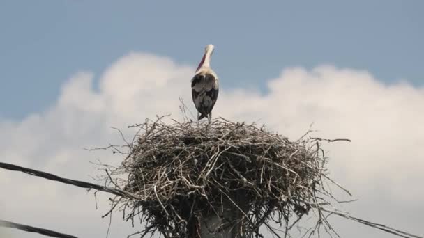 Storch im Nest — Stockvideo