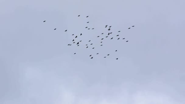 Aves volando en el cielo nublado — Vídeos de Stock