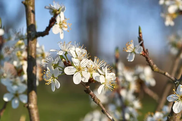 Rama de árbol floreciente primavera — Foto de Stock