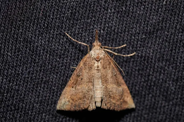Moth op donker textiel — Stockfoto