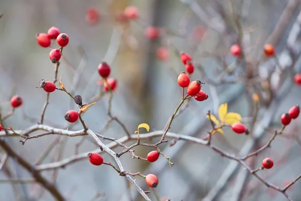 Rosehips bitkisi. Yakın plan. — Stok fotoğraf