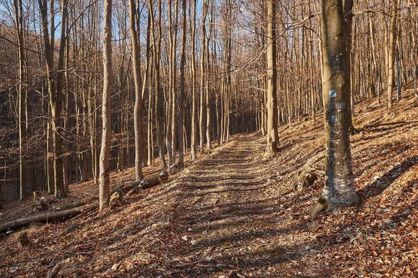 Autumn forest path