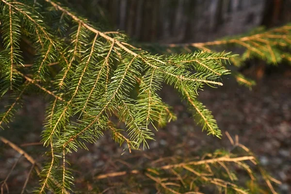 Pine Tree Branches — Stock Photo, Image