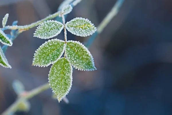 Frysta blad med frost — Stockfoto