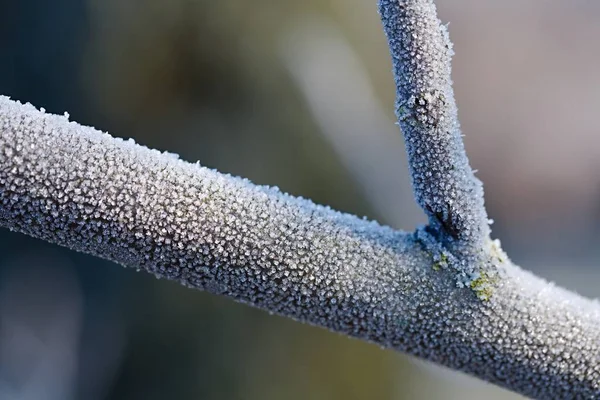 Penutup cabang pohon musim dingin — Stok Foto