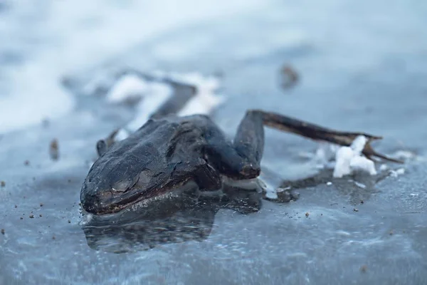 氷の上の凍ったカエル — ストック写真