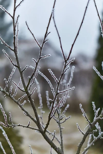 Ledově zamrzlé větve — Stock fotografie