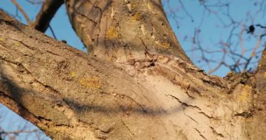 Ormanda bir ağaç gövdesi