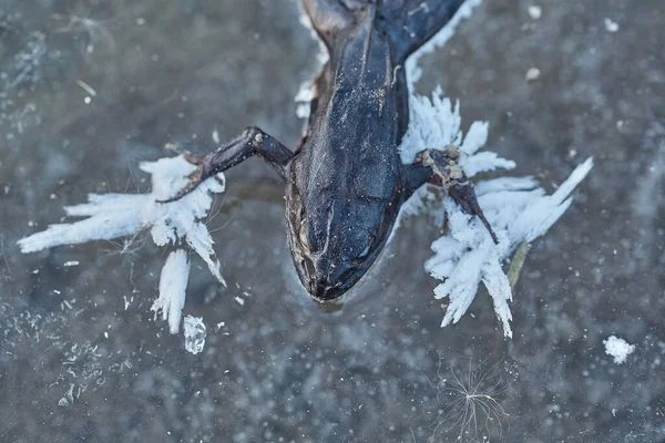 氷の上の凍ったカエル — ストック写真