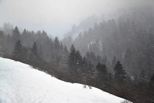 Winterwoud sneeuwstorm en mist — Stockfoto