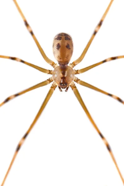 Araña en la pared — Foto de Stock