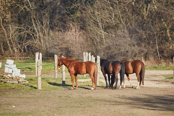 Paarden op een boerderij — Stockfoto