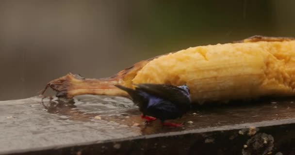 Pequena ave tropical em uma floresta tropical, madressilva de pernas vermelhas — Vídeo de Stock