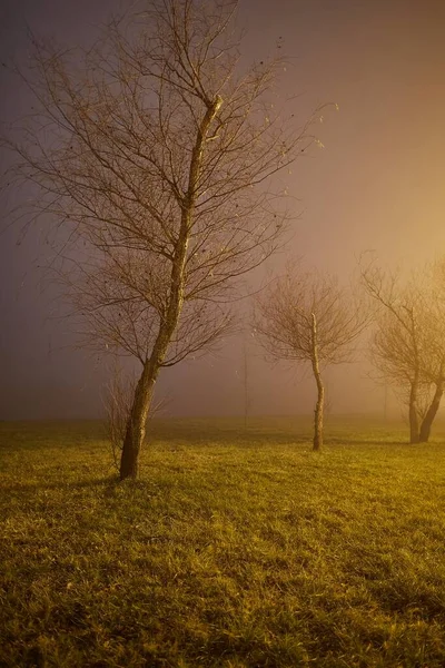 Noite misteriosa no parque — Fotografia de Stock