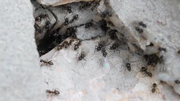 Colonie de fourmis dans un trou en béton — Video