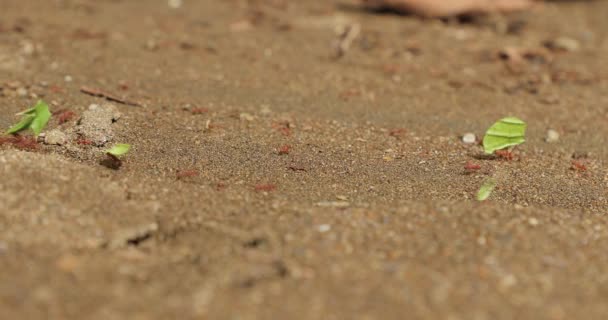 Leafcutter ants at work building colony — Stock Video