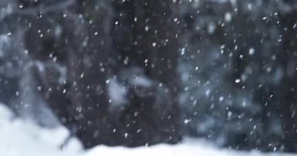 Caindo árvore de neve no fundo — Vídeo de Stock