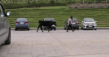 Önde gelen sığır tasması