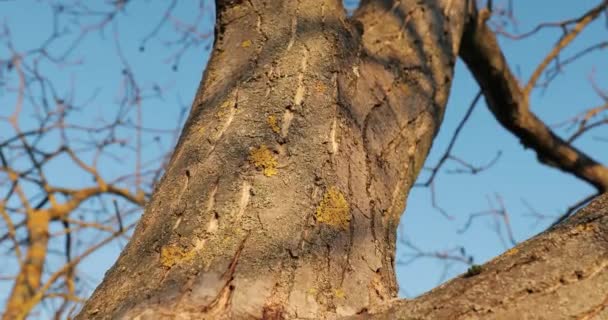 Boomstam in een bos — Stockvideo