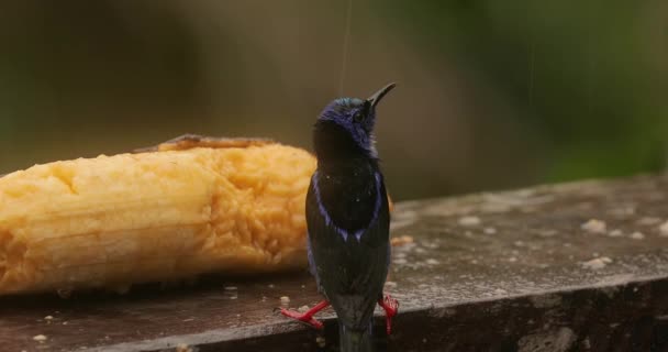 Petit oiseau tropical dans une forêt tropicale, mielleux à pattes rouges — Video