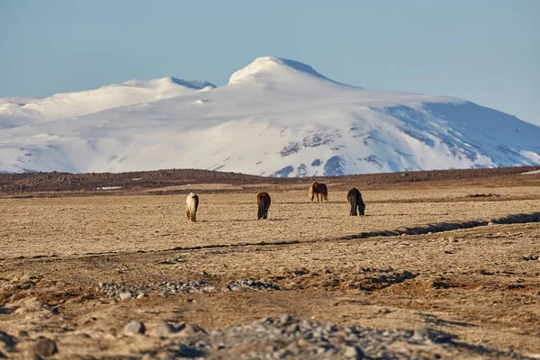 Pastoreo de caballos en Islandia — Foto de Stock