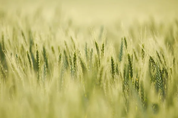 Nauwkeurigheid van het tarweveld — Stockfoto