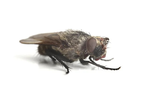 Νεκρή μύγα μακροεντολές — Φωτογραφία Αρχείου
