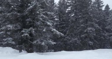 Kışın yağan kar, orman kenarında