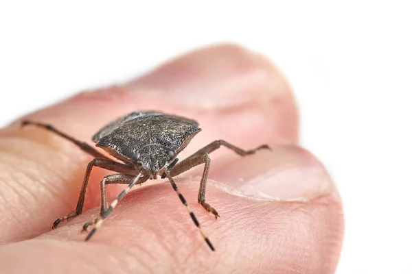 Stink bug closeup — Stock Photo, Image