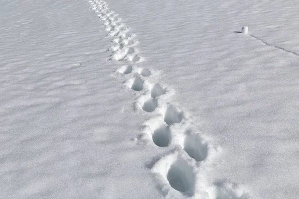 Caminhadas de montanha na neve — Fotografia de Stock