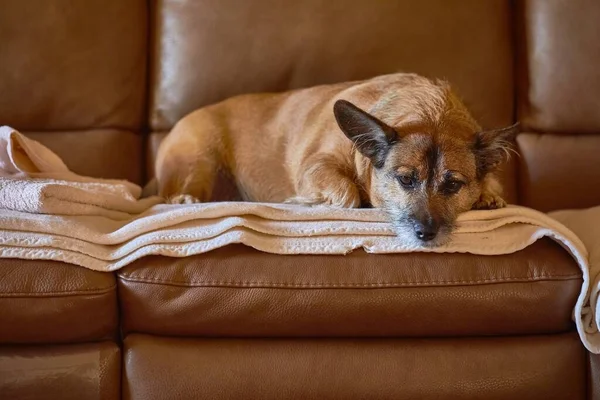 Perro descansando en el sofá — Foto de Stock