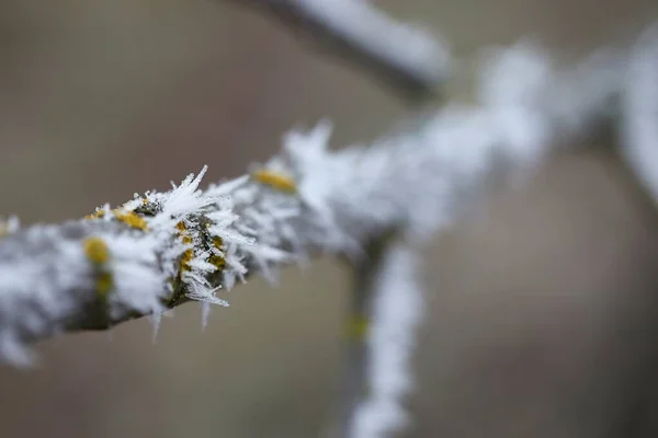 Penutup cabang pohon musim dingin — Stok Foto