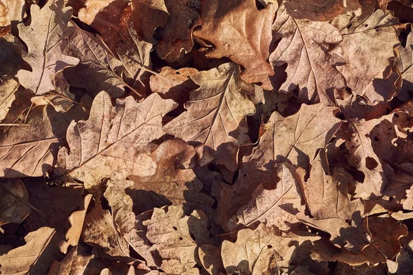 秋の紅葉 — ストック写真