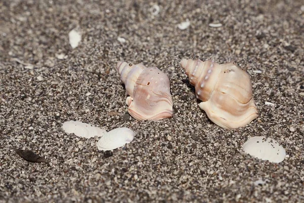 海滩上的蜗牛壳 — 图库照片