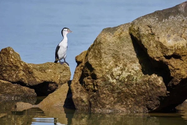 Pied Shag vogel in de Nieuw-Zeeland — Stockfoto