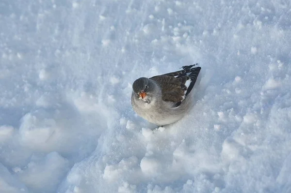 นกค้นหาอาหารในฤดูหนาว — ภาพถ่ายสต็อก
