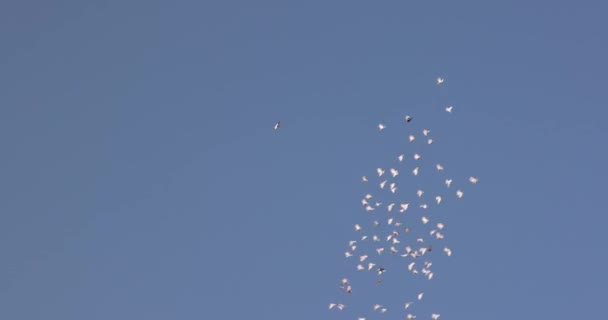 Birds flying above — Stock Video