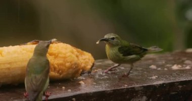 Yağmur ormanındaki küçük tropikal kuşlar, kırmızı bacaklı bal sürüngeni.