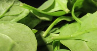 Sonda mercekli taze ıspanak makrosu.