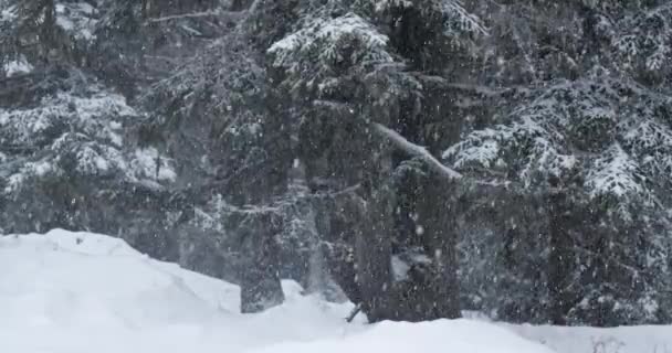 Fallande snö på vintern, skogskanten — Stockvideo