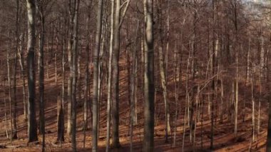 Vahşi orman, yüksek ağaçlar İHA 'lar yükselen görüntüler
