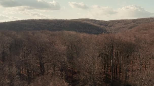 Divoký les, holý strom letecký pohled — Stock video