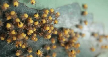 Minik yeni doğmuş bahçe örümcekleri makro, Araneus diadematus