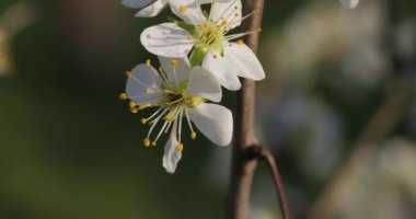 Bahar Ağacı Çiçeği