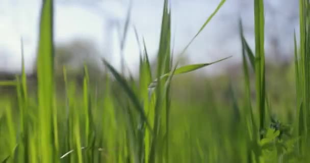 Свежая зеленая трава крупным планом — стоковое видео