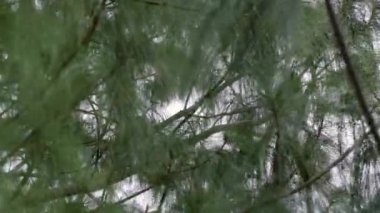 Kuvvetli rüzgârda çam ağacı