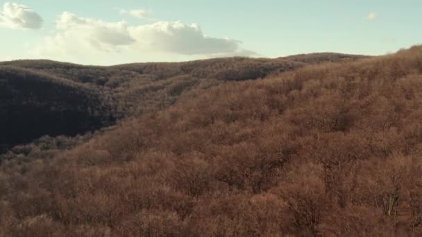 Wilde wouden, kale bomen vanuit de lucht — Stockvideo