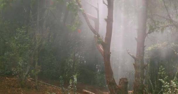 Awan bergerak di melalui hutan — Stok Video