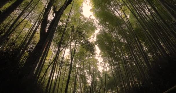 Kyoto Bambuskogen — Stockvideo